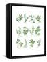 Herb Chart-Chris Paschke-Framed Stretched Canvas