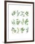 Herb Chart-Chris Paschke-Framed Art Print