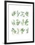 Herb Chart-Chris Paschke-Framed Art Print