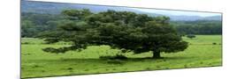 Wood Mount