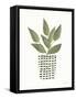 Herb Garden III-Courtney Prahl-Framed Stretched Canvas