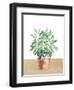 Herb Garden V White-Beth Grove-Framed Art Print