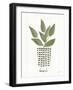 Herb Garden VII-Courtney Prahl-Framed Art Print