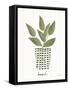 Herb Garden VII-Courtney Prahl-Framed Stretched Canvas