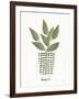 Herb Garden VII-Courtney Prahl-Framed Art Print