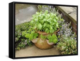 Herb Garden with Terracotta Pot with Sweet Basil, Curled Parsley and Creeping Thyme, Norfolk, UK-Gary Smith-Framed Stretched Canvas