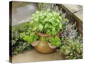Herb Garden with Terracotta Pot with Sweet Basil, Curled Parsley and Creeping Thyme, Norfolk, UK-Gary Smith-Stretched Canvas