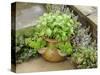 Herb Garden with Terracotta Pot with Sweet Basil, Curled Parsley and Creeping Thyme, Norfolk, UK-Gary Smith-Stretched Canvas