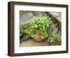 Herb Garden with Terracotta Pot with Sweet Basil, Curled Parsley and Creeping Thyme, Norfolk, UK-Gary Smith-Framed Photographic Print