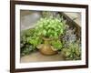 Herb Garden with Terracotta Pot with Sweet Basil, Curled Parsley and Creeping Thyme, Norfolk, UK-Gary Smith-Framed Photographic Print