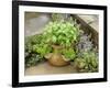 Herb Garden with Terracotta Pot with Sweet Basil, Curled Parsley and Creeping Thyme, Norfolk, UK-Gary Smith-Framed Photographic Print