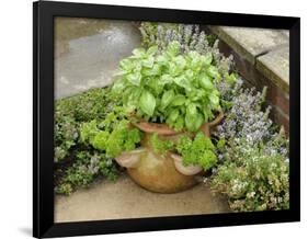 Herb Garden with Terracotta Pot with Sweet Basil, Curled Parsley and Creeping Thyme, Norfolk, UK-Gary Smith-Framed Photographic Print