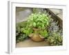 Herb Garden with Terracotta Pot with Sweet Basil, Curled Parsley and Creeping Thyme, Norfolk, UK-Gary Smith-Framed Photographic Print
