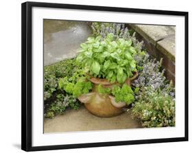 Herb Garden with Terracotta Pot with Sweet Basil, Curled Parsley and Creeping Thyme, Norfolk, UK-Gary Smith-Framed Photographic Print