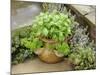 Herb Garden with Terracotta Pot with Sweet Basil, Curled Parsley and Creeping Thyme, Norfolk, UK-Gary Smith-Mounted Photographic Print