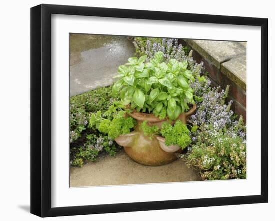 Herb Garden with Terracotta Pot with Sweet Basil, Curled Parsley and Creeping Thyme, Norfolk, UK-Gary Smith-Framed Photographic Print