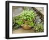 Herb Garden with Terracotta Pot with Sweet Basil, Curled Parsley and Creeping Thyme, Norfolk, UK-Gary Smith-Framed Photographic Print