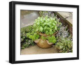 Herb Garden with Terracotta Pot with Sweet Basil, Curled Parsley and Creeping Thyme, Norfolk, UK-Gary Smith-Framed Photographic Print