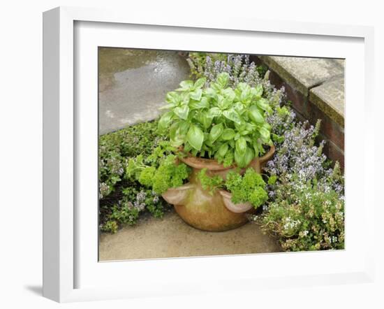 Herb Garden with Terracotta Pot with Sweet Basil, Curled Parsley and Creeping Thyme, Norfolk, UK-Gary Smith-Framed Photographic Print