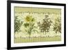 Herb Garden-Kate Ward Thacker-Framed Giclee Print