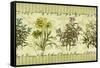 Herb Garden-Kate Ward Thacker-Framed Stretched Canvas