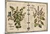 Herb Journal-Kate Ward Thacker-Mounted Giclee Print