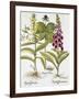 Herb Paris, Common Foxglove and Large Yellow Foxglove-Basilius Besler-Framed Giclee Print