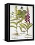 Herb Paris, Common Foxglove and Large Yellow Foxglove-Basilius Besler-Framed Stretched Canvas