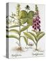 Herb Paris, Common Foxglove and Large Yellow Foxglove-Basilius Besler-Stretched Canvas