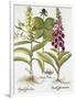 Herb Paris, Common Foxglove and Large Yellow Foxglove-Basilius Besler-Framed Giclee Print