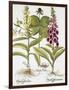 Herb Paris, Common Foxglove and Large Yellow Foxglove-Basilius Besler-Framed Giclee Print