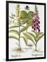 Herb Paris, Common Foxglove and Large Yellow Foxglove-Basilius Besler-Framed Giclee Print