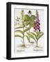 Herb Paris, Common Foxglove and Large Yellow Foxglove-Basilius Besler-Framed Giclee Print