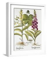 Herb Paris, Common Foxglove and Large Yellow Foxglove-Basilius Besler-Framed Giclee Print