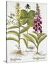 Herb Paris, Common Foxglove and Large Yellow Foxglove-Basilius Besler-Stretched Canvas