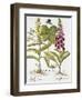 Herb Paris, Common Foxglove and Large Yellow Foxglove-Basilius Besler-Framed Giclee Print