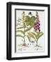 Herb Paris, Common Foxglove and Large Yellow Foxglove-Basilius Besler-Framed Giclee Print