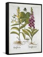 Herb Paris-null-Framed Stretched Canvas