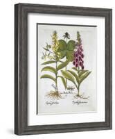 Herb Paris-null-Framed Giclee Print