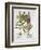 Herb Paris-null-Framed Giclee Print