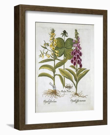 Herb Paris-null-Framed Giclee Print