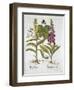 Herb Paris-null-Framed Giclee Print
