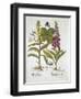 Herb Paris-null-Framed Giclee Print