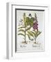 Herb Paris-null-Framed Giclee Print