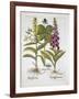 Herb Paris-null-Framed Giclee Print