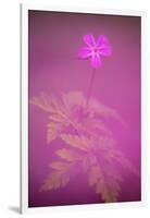 Herb robert flower, Cornwall, UK-Ross Hoddinott-Framed Photographic Print