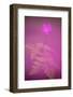 Herb robert flower, Cornwall, UK-Ross Hoddinott-Framed Photographic Print