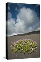 Herb Robert Flowering in Lava Field, La Geria Area, Lanzarote, Canary Islands, Spain, March-Relanzón-Stretched Canvas