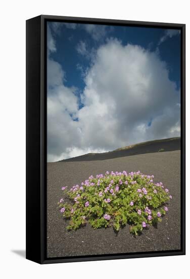 Herb Robert Flowering in Lava Field, La Geria Area, Lanzarote, Canary Islands, Spain, March-Relanzón-Framed Stretched Canvas