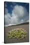 Herb Robert Flowering in Lava Field, La Geria Area, Lanzarote, Canary Islands, Spain, March-Relanzón-Stretched Canvas